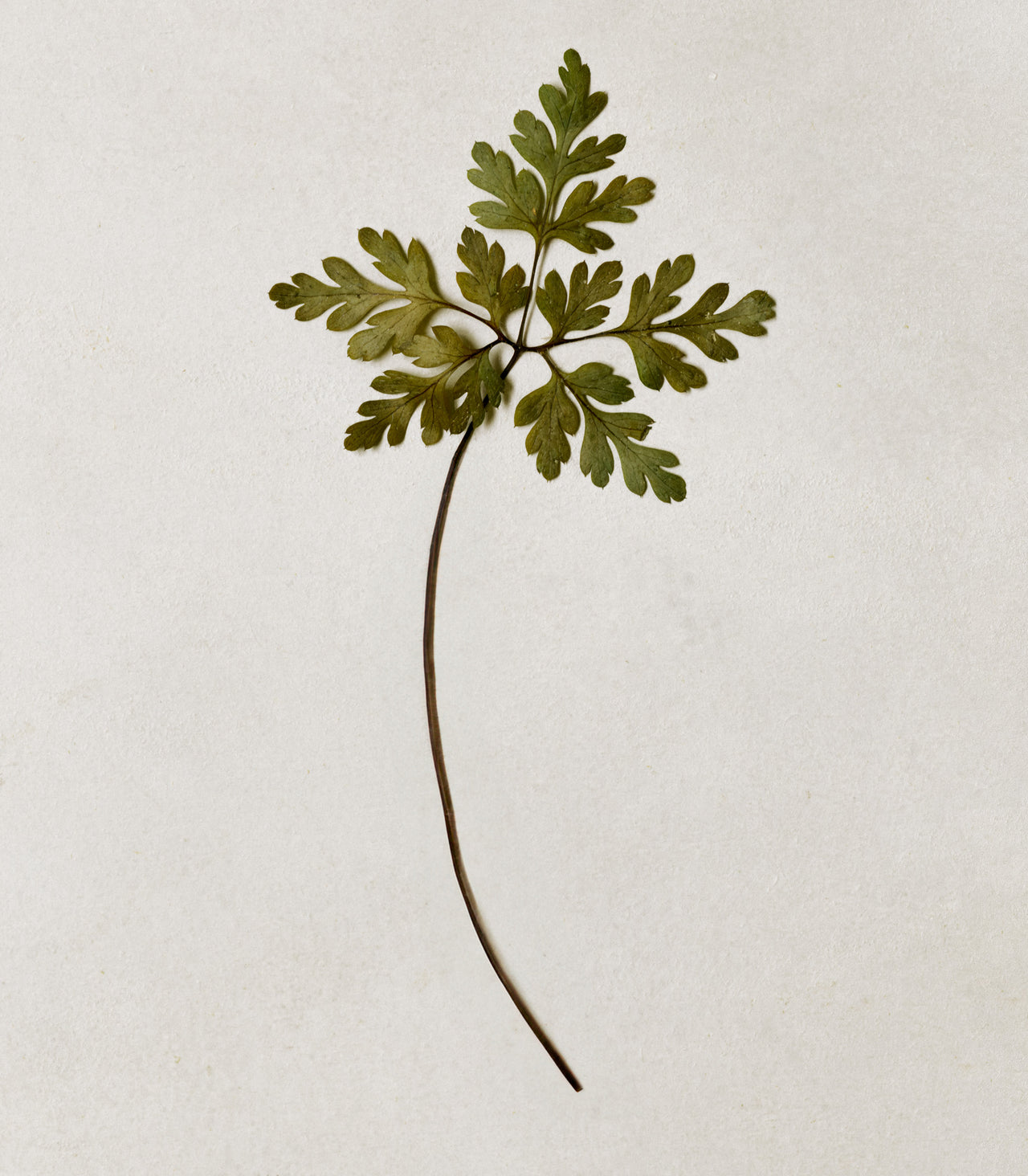 Wie eine ausgewogene Darmflora die Gesundheit fördert Wie eine ausgewogene Darmflora die Gesundheit fördert