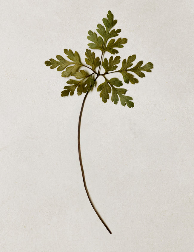 Wie eine ausgewogene Darmflora die Gesundheit fördert Wie eine ausgewogene Darmflora die Gesundheit fördert