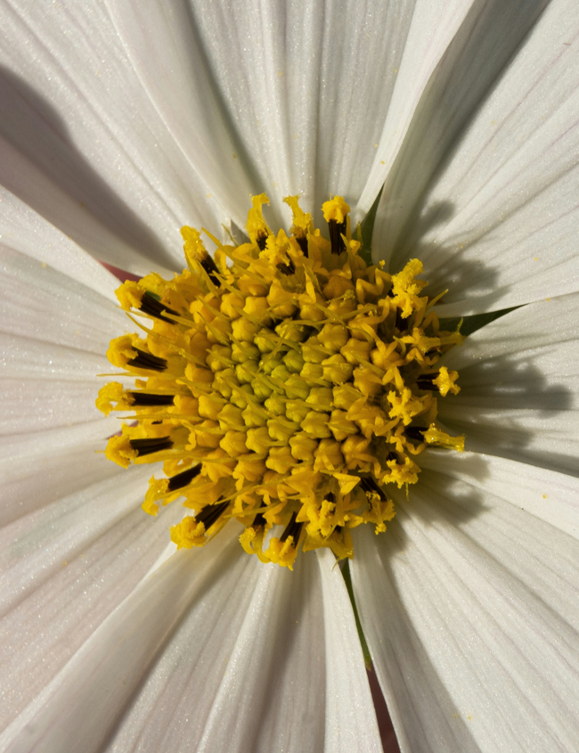 Histaminintoleranz: Ursachen, Symptome und Wege zur Linderung Histaminintoleranz: Ursachen, Symptome und Wege zur Linderung