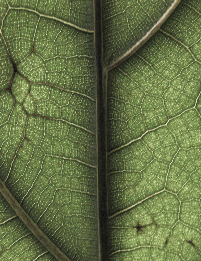 So stärken Sie Ihre kardiovaskuläre Gesundheit So stärken Sie Ihre kardiovaskuläre Gesundheit