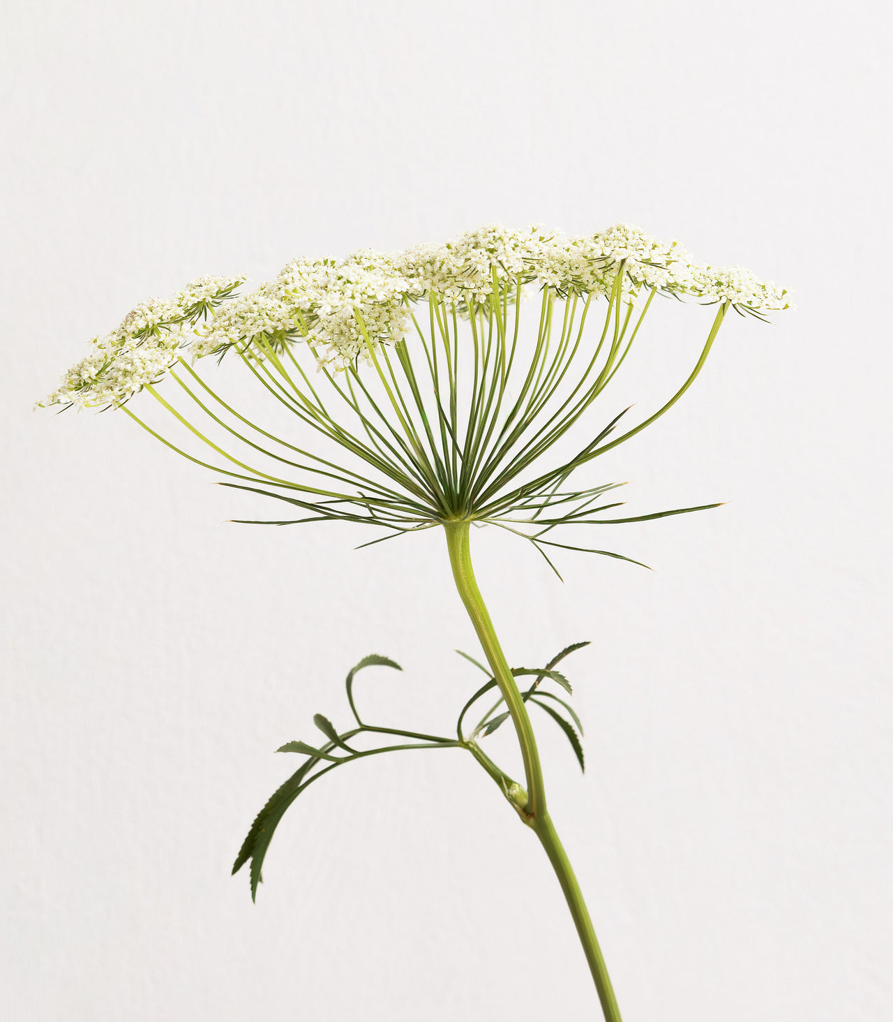 Mit Yams natürlich durch die Wechseljahre Mit Yams natürlich durch die Wechseljahre