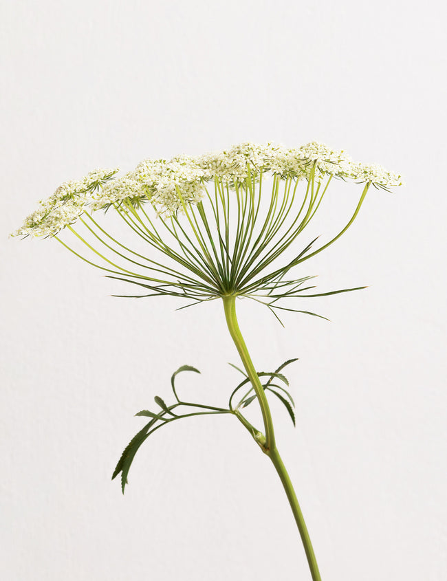 Mit Yams natürlich durch die Wechseljahre Mit Yams natürlich durch die Wechseljahre