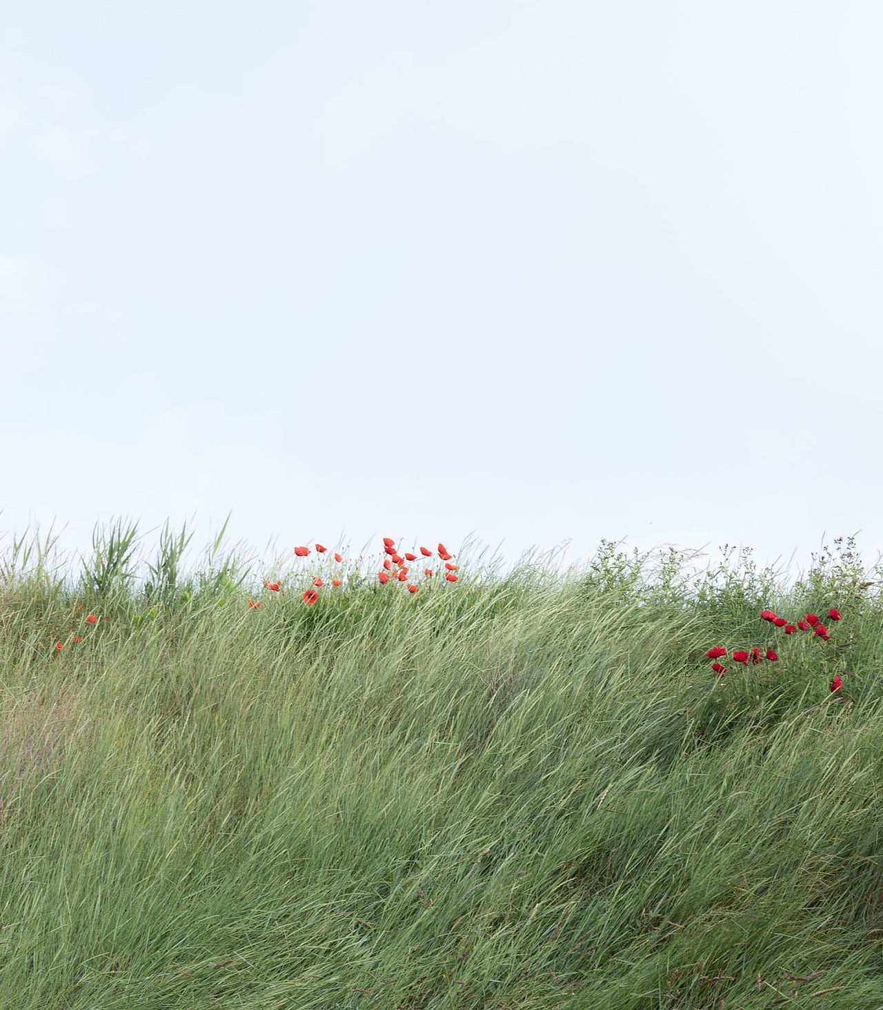 Frühling: Zeckenzeit und Gesundheitsrisiken Frühling: Zeckenzeit und Gesundheitsrisiken