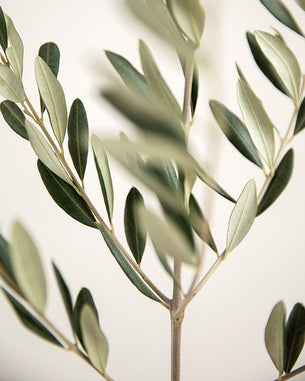 Nahrungsergänzungen, Vitamine, Kräuter Nahrungsergänzungen, Vitamine, Kräuter