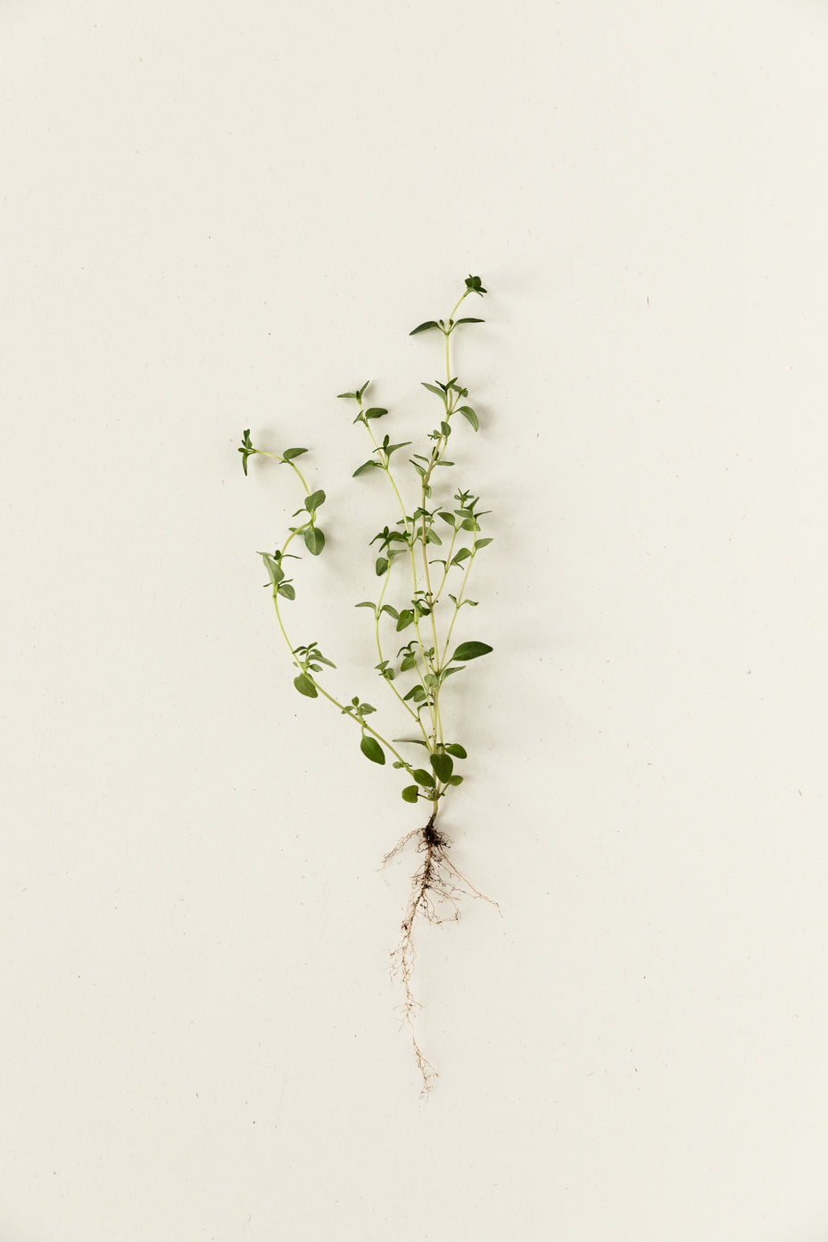 Well-being through plant substances