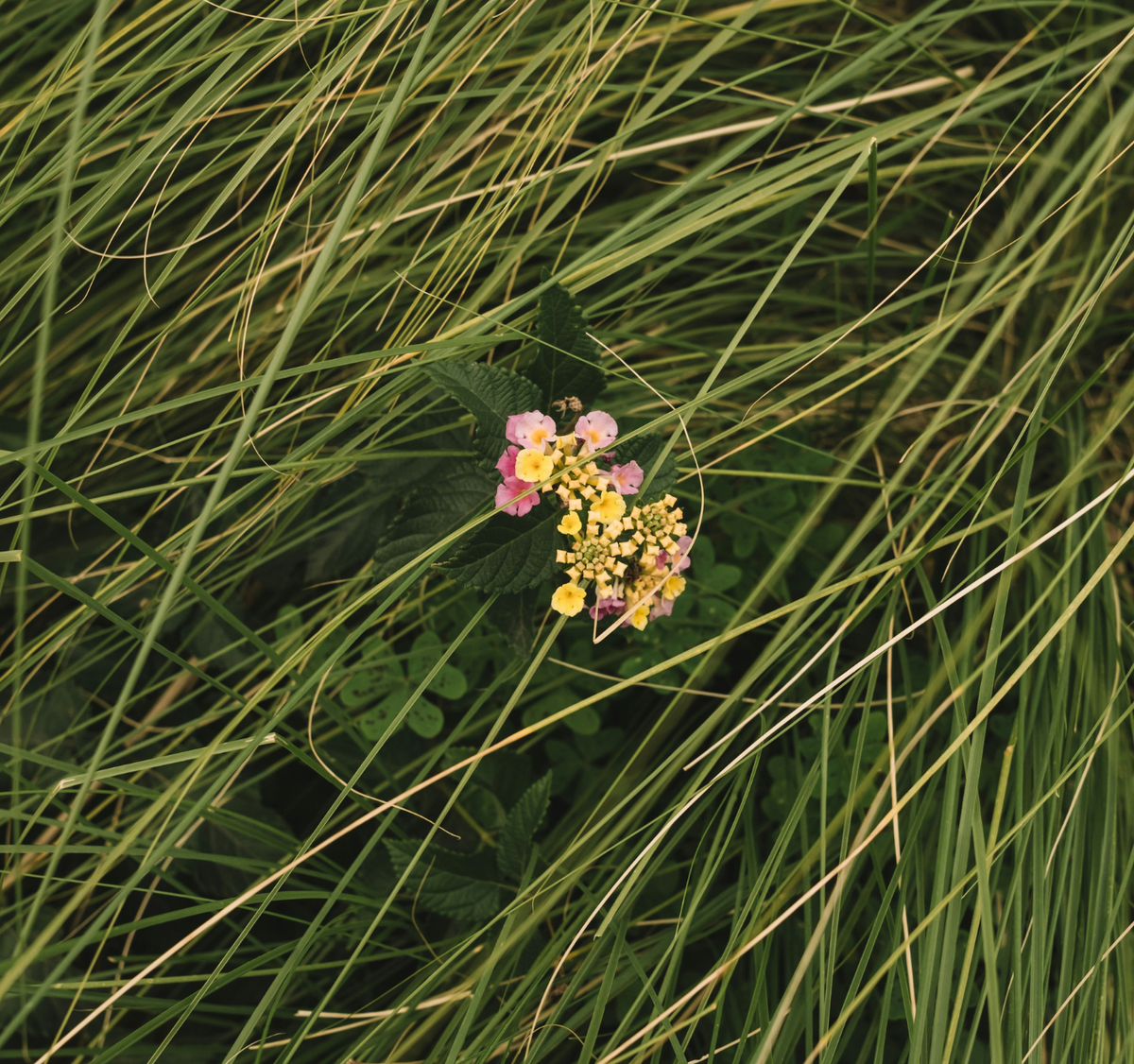 Naturally against hay fever