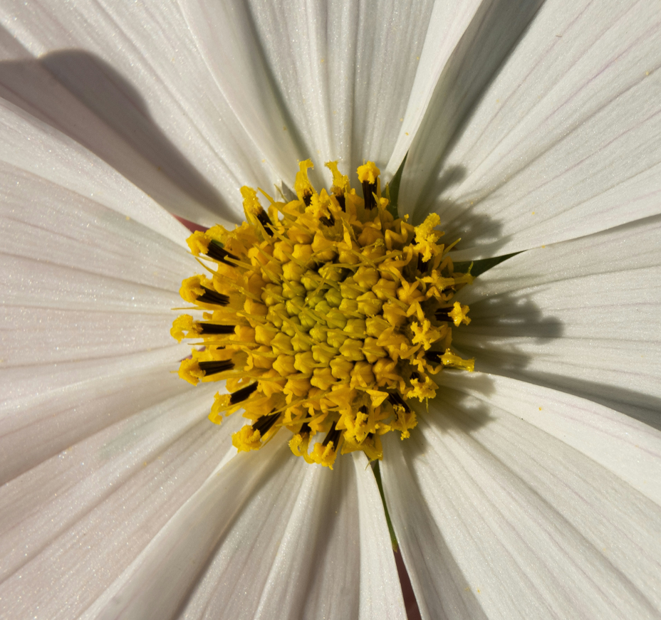 Histamine intolerance: Causes, symptoms, and ways to find relief