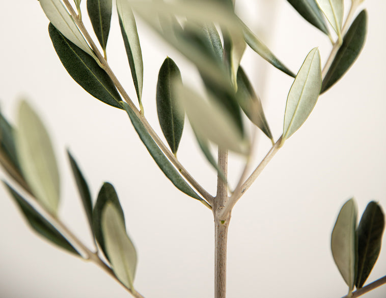 Weitere Nahrungsergänzungen